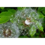 Nikon AF-S 40mm f/2.8G DX Micro Φακός — 246€ Photo Emporiki