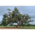 Nikon AF-S 35mm f/1.4G Φακός — 1305€ Photo Emporiki