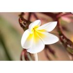 Canon EF 100mm f/2.8L Macro IS USM Φακός — 919€ Photo Emporiki