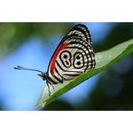 Canon EF 100mm f/2.8L Macro IS USM Φακός — 919€ Photo Emporiki