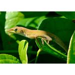 Nikon AF-S 40mm f/2.8G DX Micro Φακός — 246€ Photo Emporiki