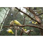 Samyang AF 24mm f/2.8 FE (Sony E-Mount) Φακός — 285€ Photo Emporiki