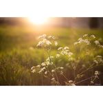 Samyang AF 85mm f/1.4 F (Nikon F-Mount) Φακός — 579€ Photo Emporiki