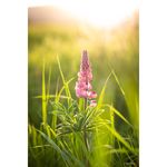 Samyang AF 85mm f/1.4 F (Nikon F-Mount) Φακός — 579€ Photo Emporiki