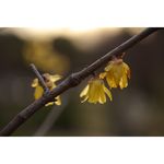 Sigma 70mm f/2.8 DG Macro Art for Canon EF-Mount — 427€ Photo Emporiki