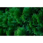 Sigma 56mm f/1.4 DC DN Contemporary for MFT-Mount — 327€ Photo Emporiki