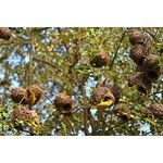 Nikon Z 24-200mm f/4-6.3 VR Φακός — 0€ Photo Emporiki