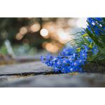 Nikon Z MC 50mm f/2.8 Macro — 0€ Photo Emporiki