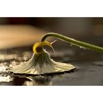 Nikon Z MC 105mm f/2.8 VR S Macro — 0€ Photo Emporiki