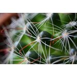 Nikon Z fc (Silver) Kit (Z 28mm f/2.8 SE) — 0€ Photo Emporiki