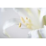 Nikon Z MC 105mm f/2.8 VR S Macro — 0€ Photo Emporiki