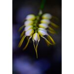 Nikon Z MC 105mm f/2.8 VR S Macro — 0€ Photo Emporiki