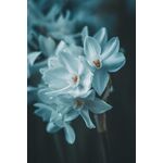 Nikon Z MC 105mm f/2.8 VR S Macro — 0€ Photo Emporiki