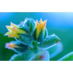 Nikon Z MC 105mm f/2.8 VR S Macro — 0€ Photo Emporiki