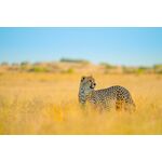 Tamron 150-500mm f/5-6.7 Di III VC VXD (Sony E) — 1495€ Photo Emporiki