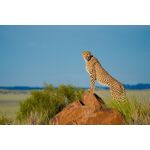 Tamron 150-500mm f/5-6.7 Di III VC VXD (Sony E) — 1495€ Photo Emporiki