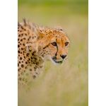 Tamron 150-500mm f/5-6.7 Di III VC VXD (Sony E) — 1495€ Photo Emporiki