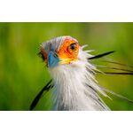 Tamron 150-500mm f/5-6.7 Di III VC VXD (Sony E) — 1495€ Photo Emporiki