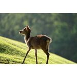 Nikon Z 100-400mm f/4.5-5.6 VR S — 0€ Photo Emporiki