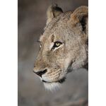 Nikon Z 100-400mm f/4.5-5.6 VR S — 0€ Photo Emporiki