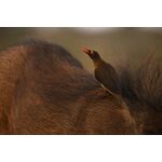 Nikon Z 100-400mm f/4.5-5.6 VR S — 0€ Photo Emporiki