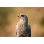 Nikon Z 100-400mm f/4.5-5.6 VR S — 0€ Photo Emporiki