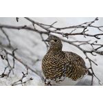 Nikon Z 100-400mm f/4.5-5.6 VR S — 0€ Photo Emporiki