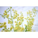 Nikon Z 17-28mm f/2.8 Lens — 0€ Photo Emporiki