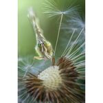 Laowa 100mm f/2.8 2X Ultra Macro APO (for Nikon Z) — 479€ Photo Emporiki