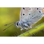 Laowa 90mm f/2.8 2x Ultra Macro APO (for Sony E) — 549€ Photo Emporiki