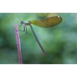 Laowa 90mm f/2.8 2x Ultra Macro APO (for Sony E) — 549€ Photo Emporiki