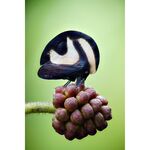 Laowa 90mm f/2.8 2x Ultra Macro APO (for Sony E) — 549€ Photo Emporiki