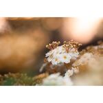 Laowa 90mm f/2.8 2x Ultra Macro APO (for Sony E) — 549€ Photo Emporiki