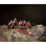 Laowa 90mm f/2.8 2x Ultra Macro APO (for Sony E) — 549€ Photo Emporiki