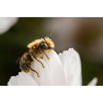 Laowa 90mm f/2.8 2x Ultra Macro APO (for Sony E) — 549€ Photo Emporiki