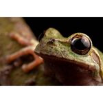 Laowa 90mm f/2.8 2x Ultra Macro APO (for Sony E) — 549€ Photo Emporiki