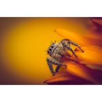 Laowa 90mm f/2.8 2x Ultra Macro APO (for Sony E) — 549€ Photo Emporiki