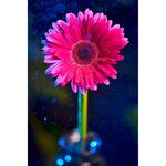 Laowa 90mm f/2.8 2x Ultra Macro APO (for Sony E) — 549€ Photo Emporiki