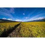 Laowa 12mm f/2.8 Zero-D Φακός για Canon EF Mount — 1153€ Photo Emporiki