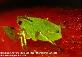 Bresser Advance ICD 10x-160x Stereo Microscope — 645€ Photo Emporiki