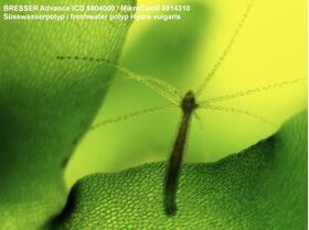 Bresser Advance ICD 10x-160x Stereo Microscope — 645€ Photo Emporiki