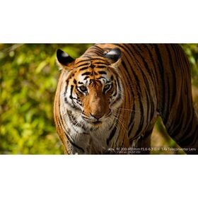 Sony FE 200-600mm f/5.6-6.3 G OSS — 1553€ Photo Emporiki