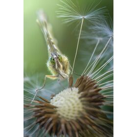 Laowa 100mm f/2.8 2X Ultra Macro APO (for Sony E) — 479€ Photo Emporiki
