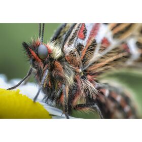 Laowa 100mm f/2.8 2X Ultra Macro APO (for Sony E) — 479€ Photo Emporiki