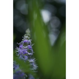 Sony FE 50mm f/2.8 Macro Φακός — 427€ Photo Emporiki
