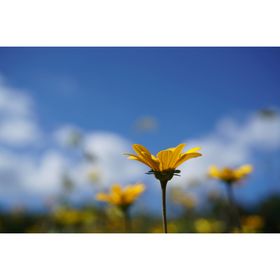 Sony FE 50mm f/2.8 Macro Φακός — 427€ Photo Emporiki